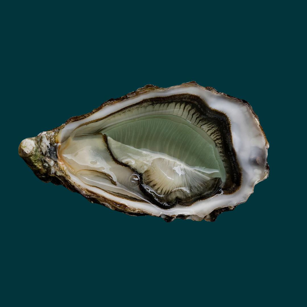 Emerald Oysters - The Vibrant Delicacy