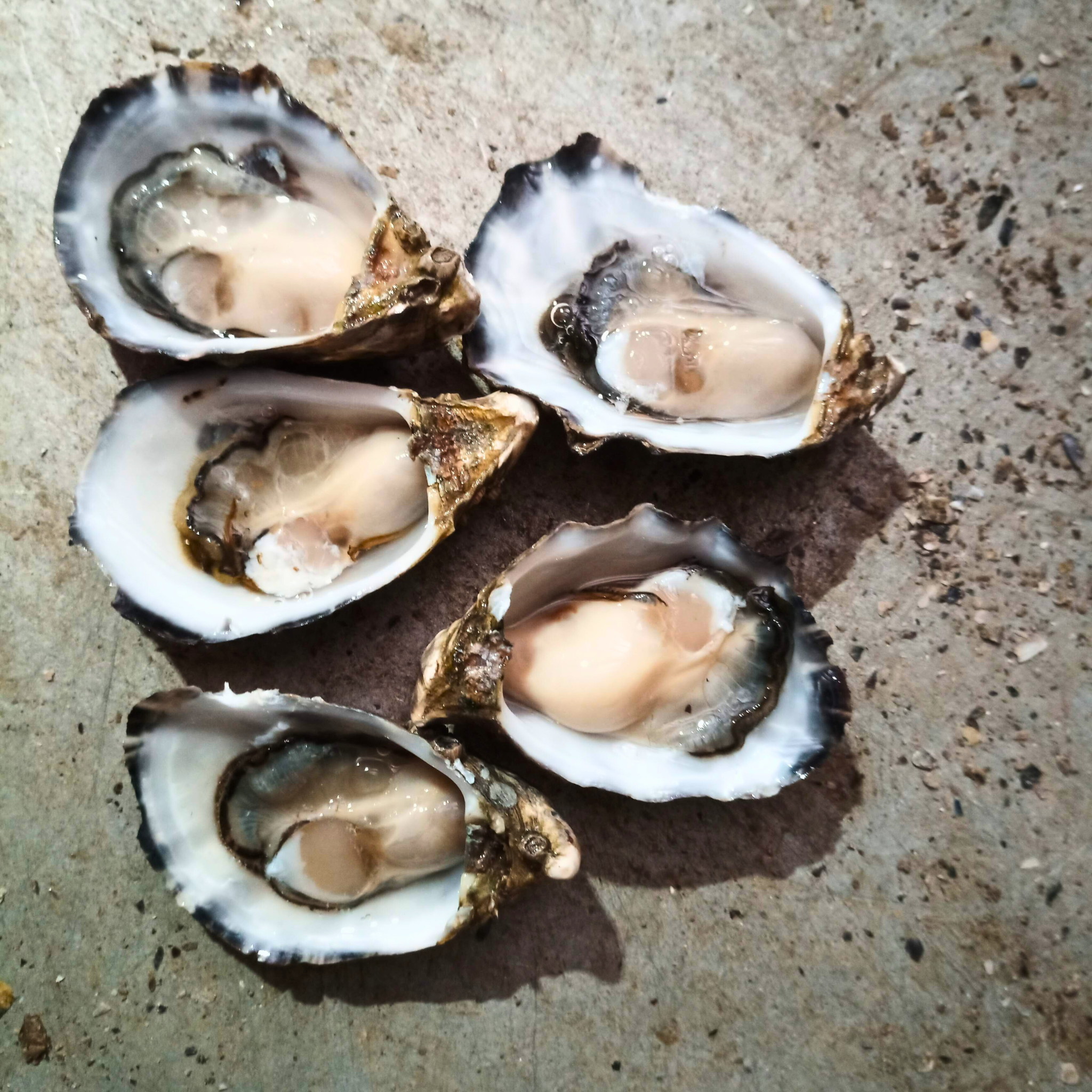 How to Choose the Freshest Live Oyster