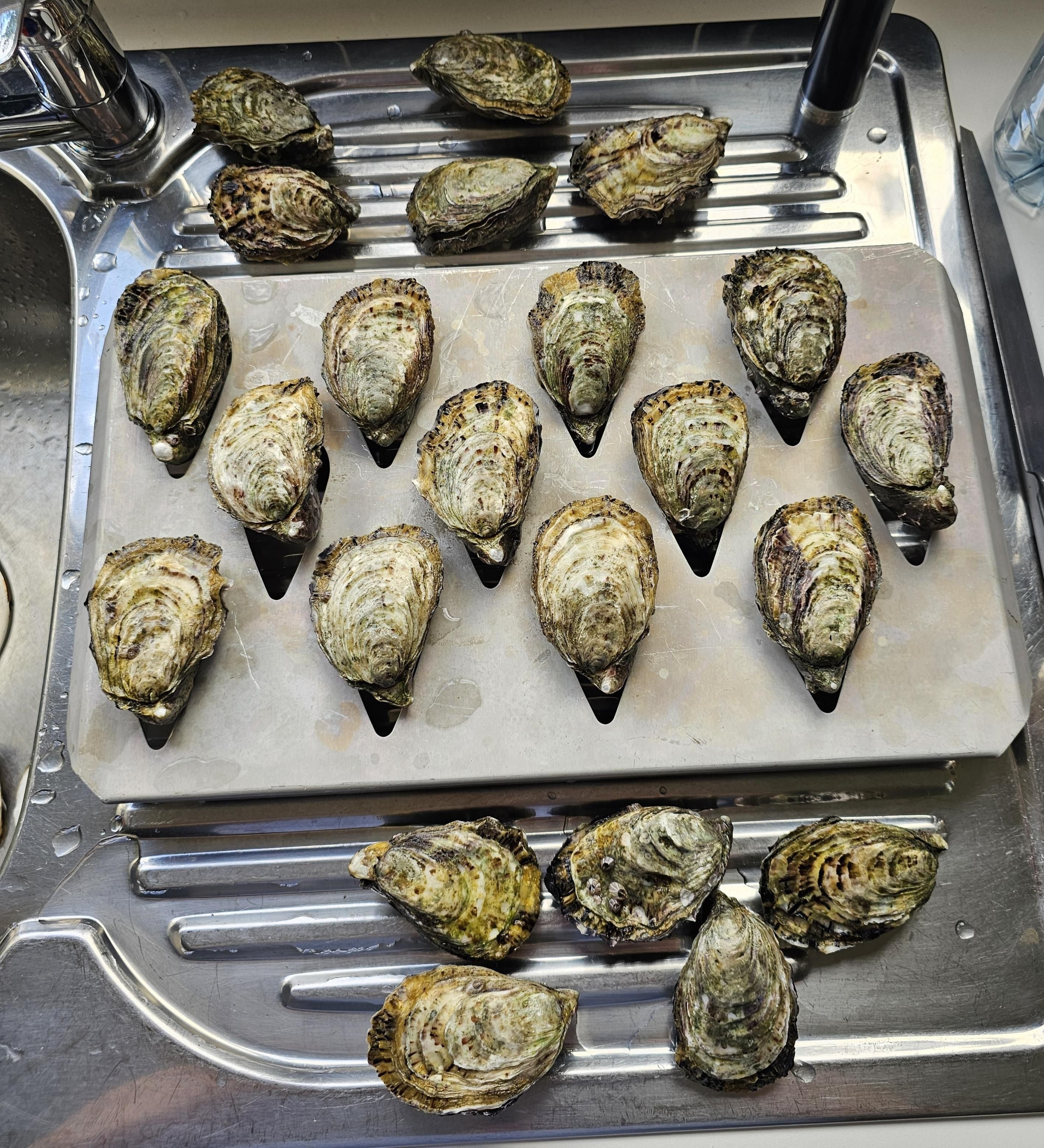 Demystifying Pacific Oyster Sizes - Pacific Oyster Co.