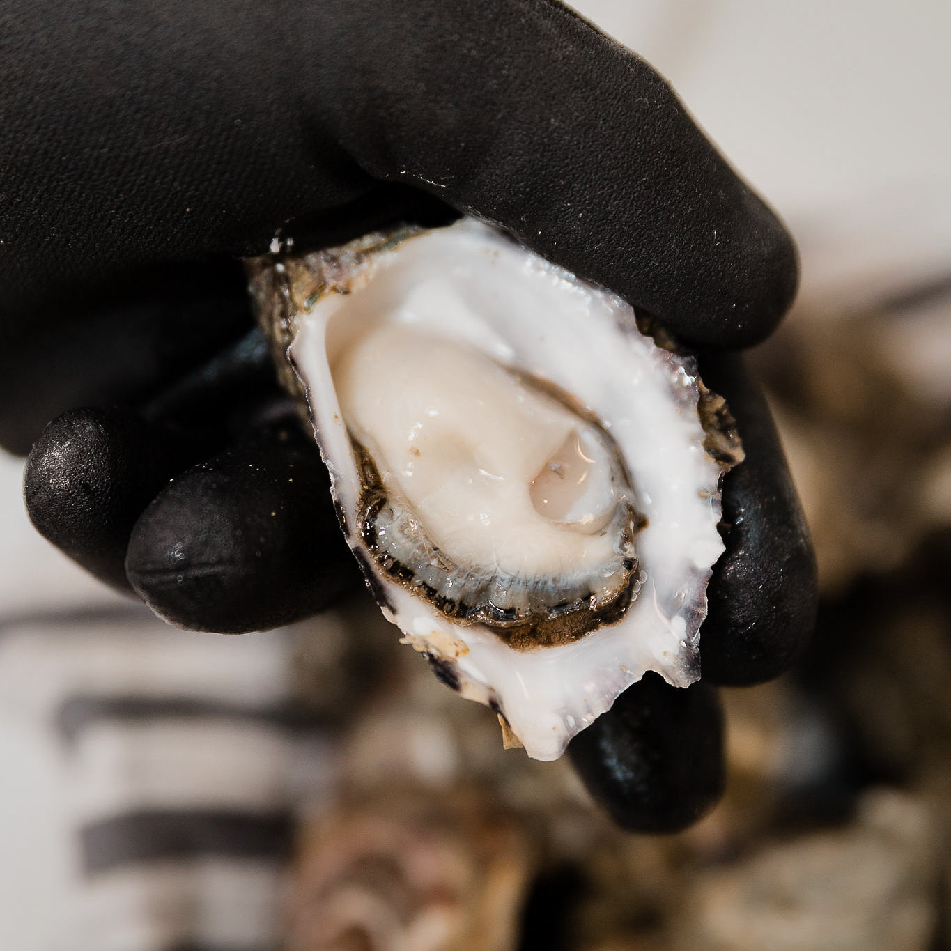 plump pacific oyster after being shucked