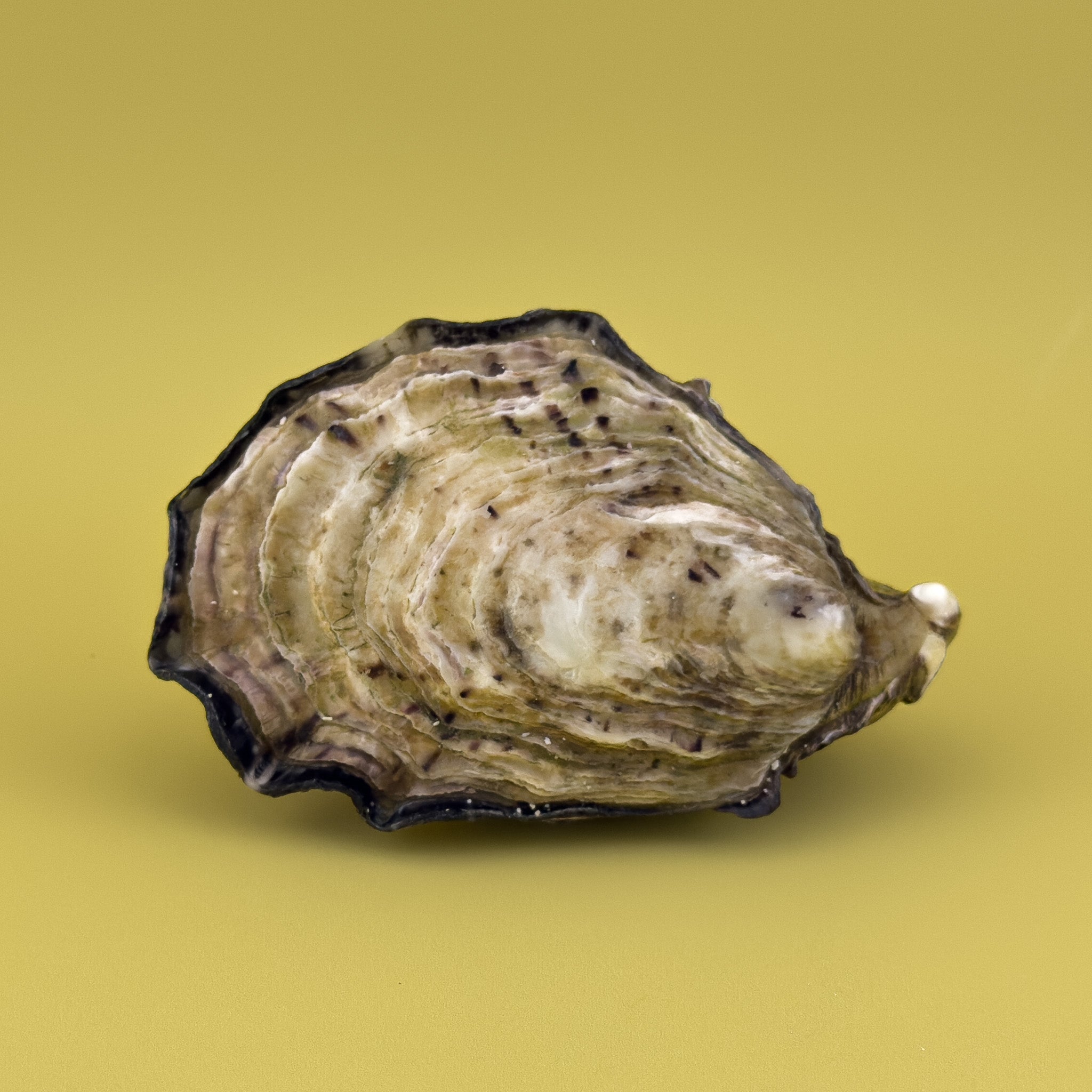 Fresh & Unshucked | Pacific Oyster Co.
