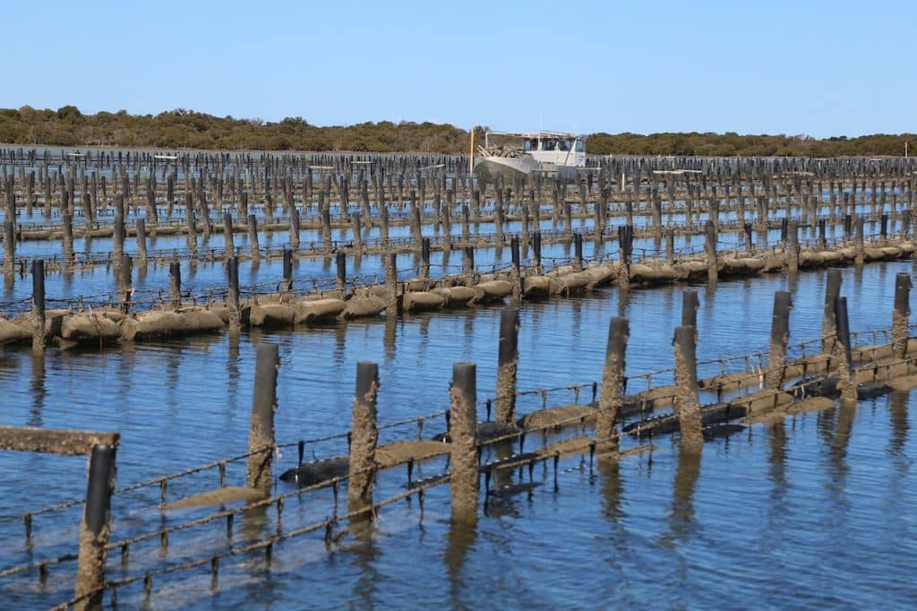 Cowell Seafood Producers Farm Oyster Lease